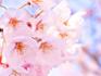 sakura-22cc56cd.jpg