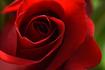 red-6573249.jpg